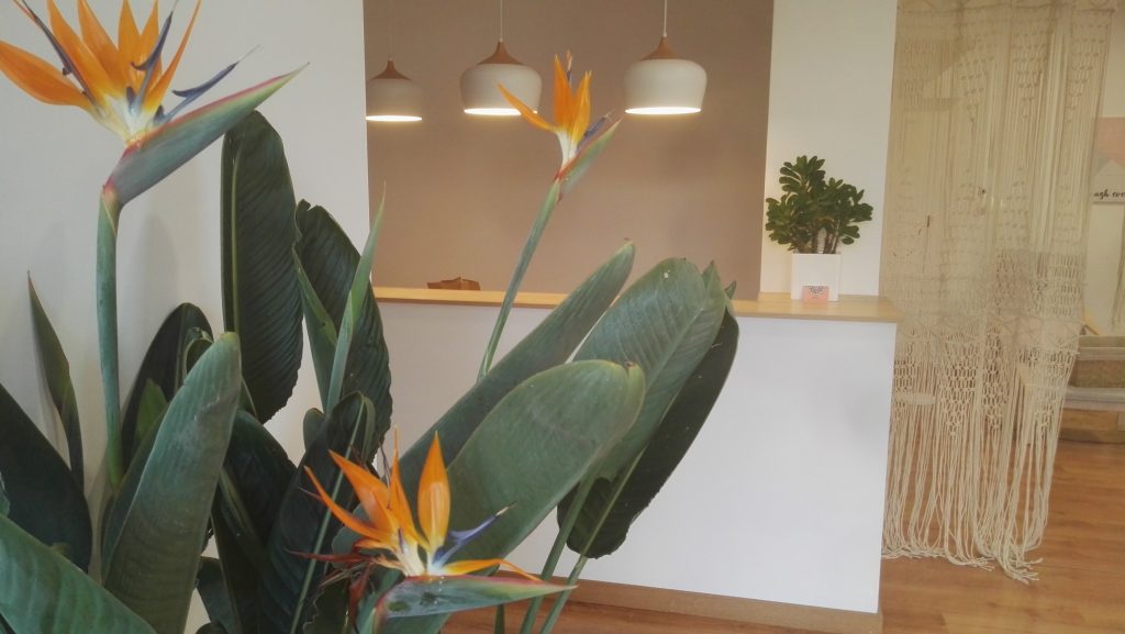 Centro Bienestar Integral Maitea planta de flores naranjas en interior
